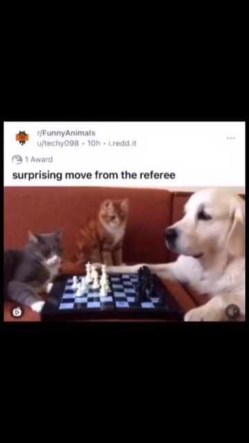 cat be like I'm the referee 😂