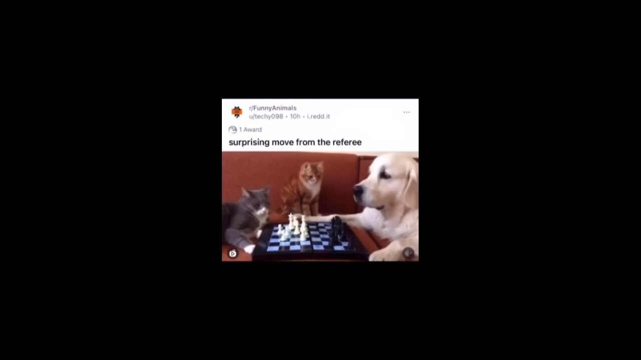 cat be like I'm the referee 😂