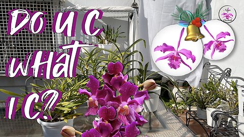 Private Diverse Orchid Collection Winter Tour December 2024 😍 #ninjaorchids