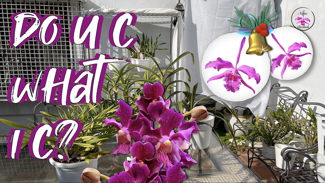 Private Diverse Orchid Collection Winter Tour December 2024 😍 #ninjaorchids