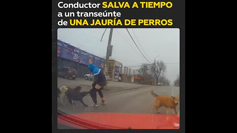 Evita por poco un ataque de perros callejeros gracias a la ayuda de un conductor