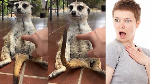 Hilarious Lemur Reaction: Gets Too Excited Over Belly Rubs!