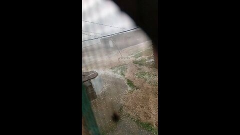 Heavy Rain | Petstreet