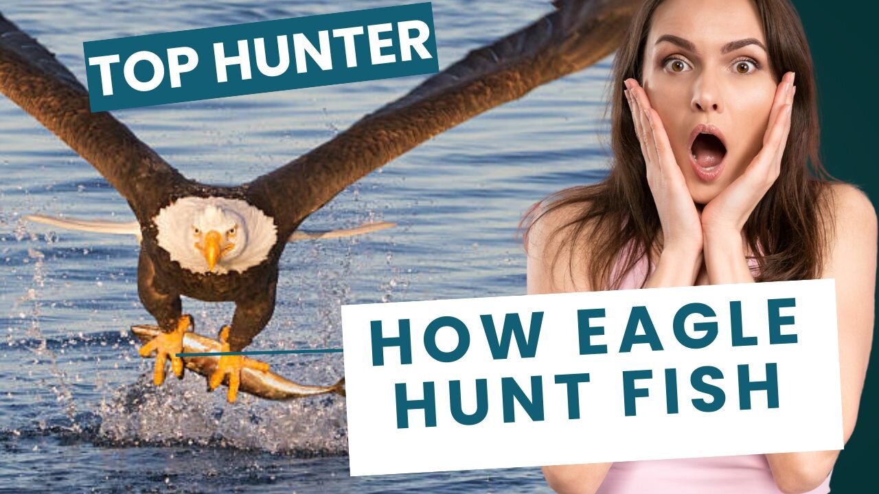 Eagle hunt and eat fish