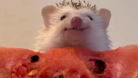 Daring Act: Man Rescues Porcupine in Distress! 2025