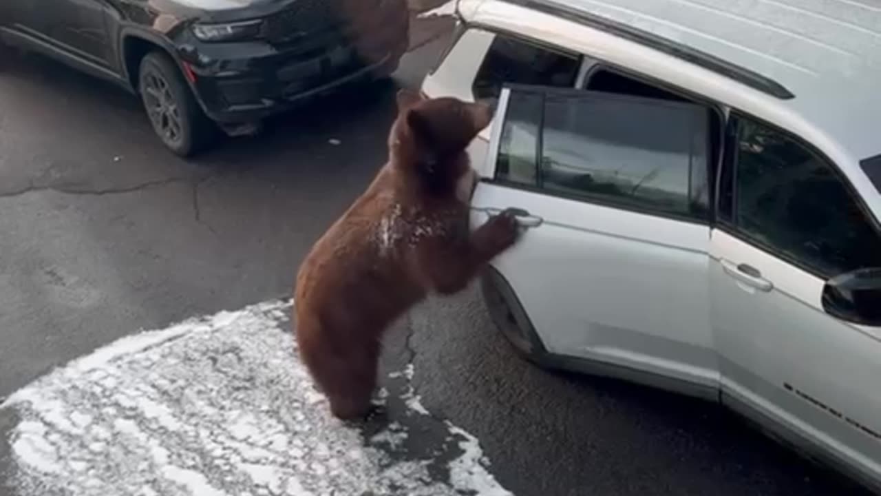 Bear Gets Into Greg's Car