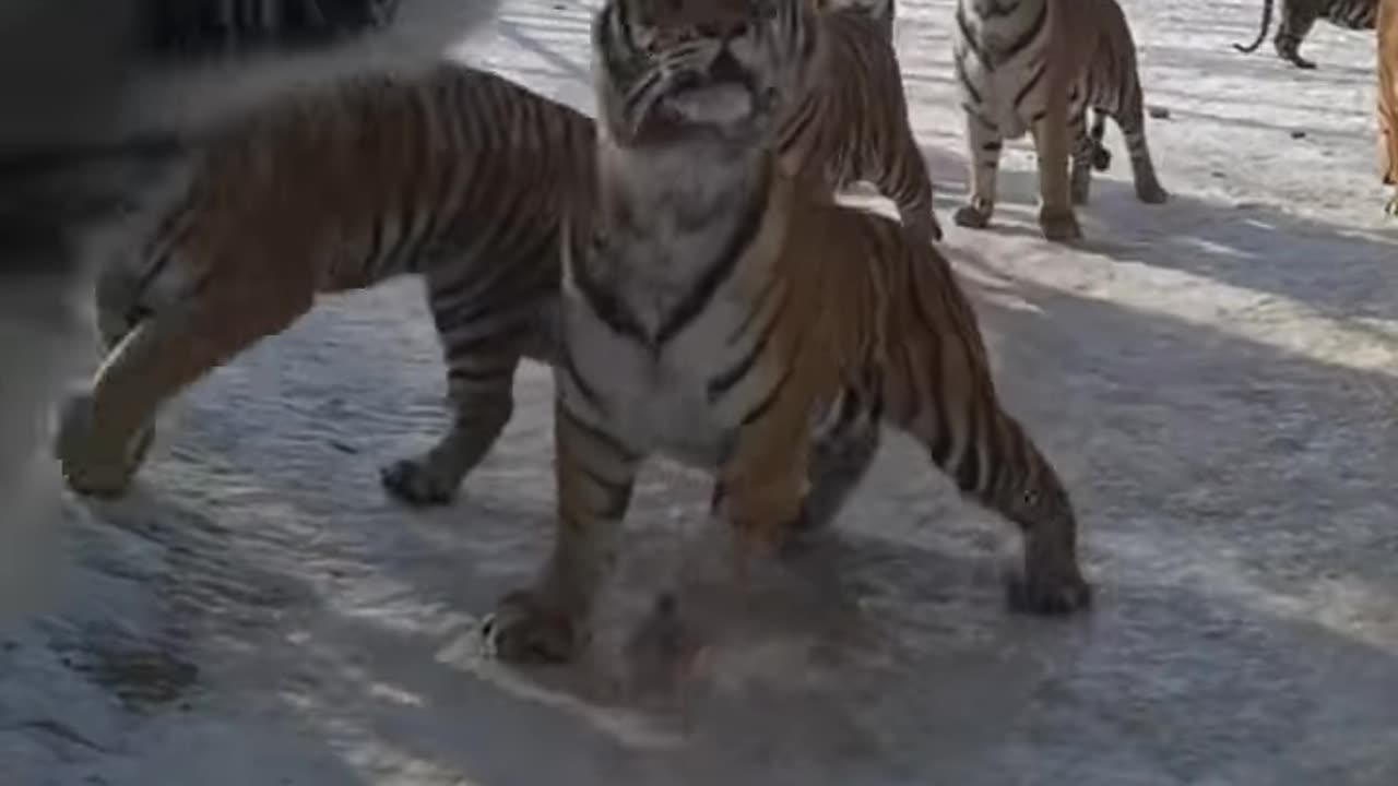 tigers