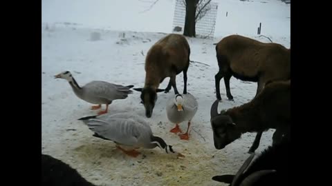 Bossy Geese