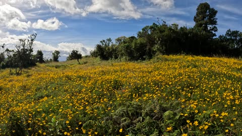 Infinite flowers (Amazonas, Peru)