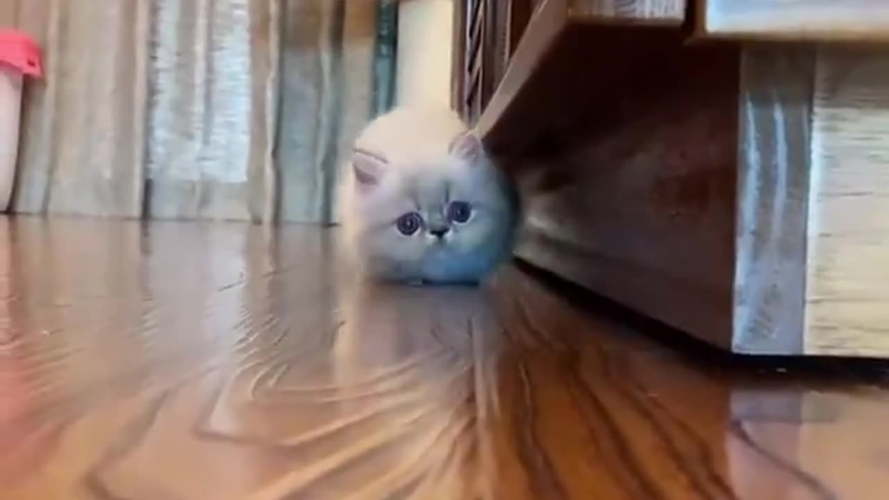 cute cat