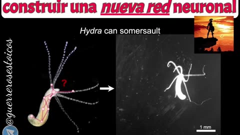 HYdra Vulgaris