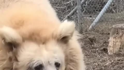 This Himalayan brown bear is just waking up