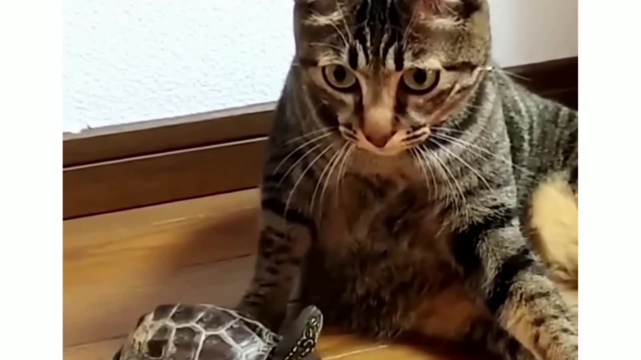 "Watch This Silly Turtle! 😄"