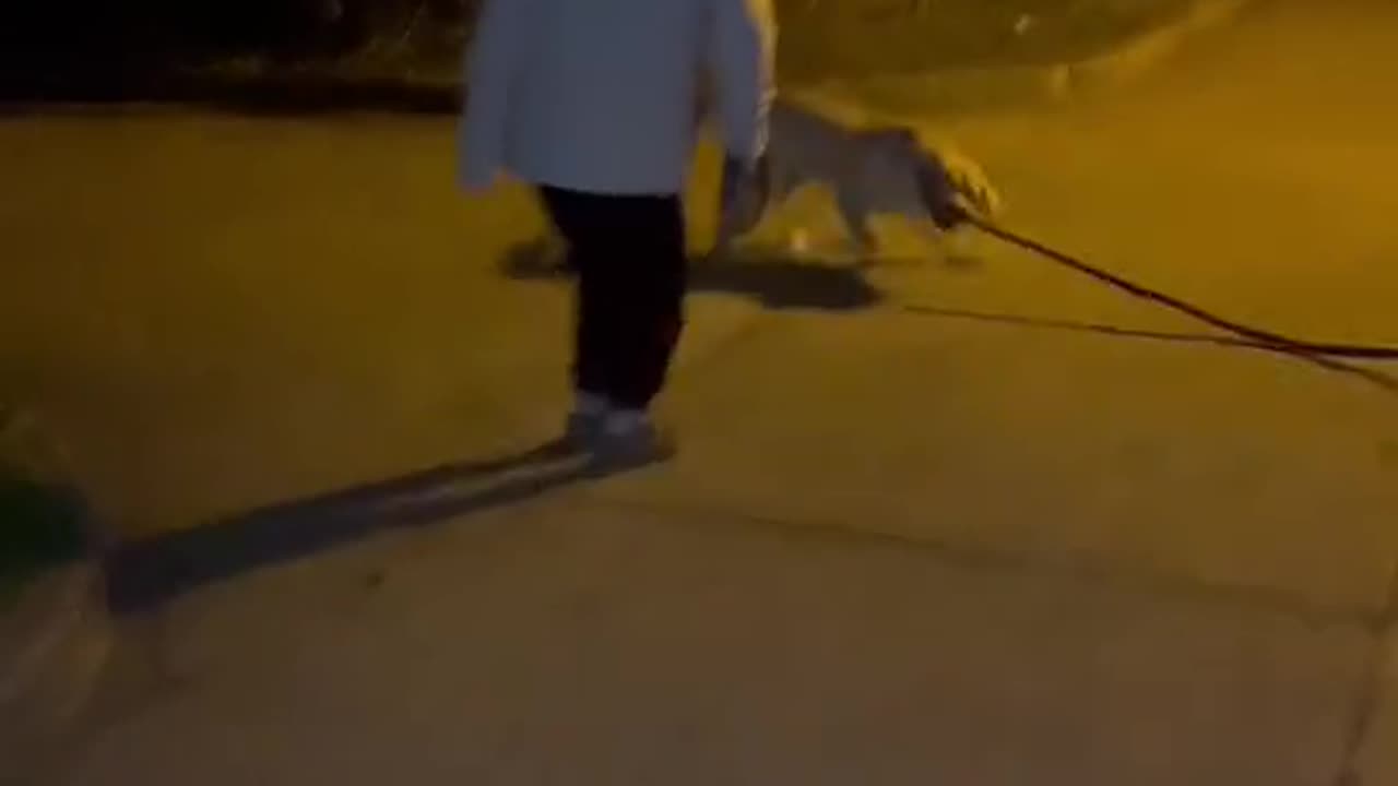"A Labrador that plays with its owner; spinning around in circles is truly spectacular."