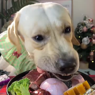 "A Dog's Mealtime: Smiles All Around"