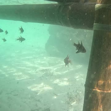 Any Day Snorkeling Is A Good Day!!