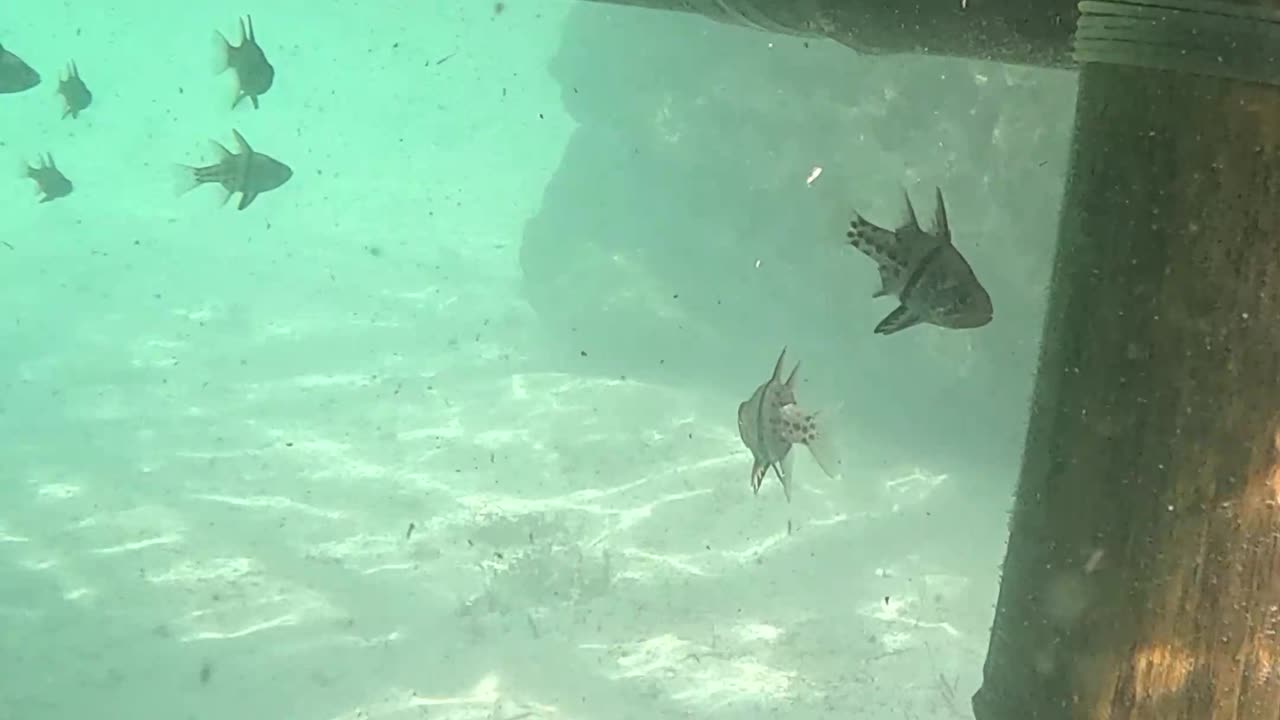 Any Day Snorkeling Is A Good Day!!