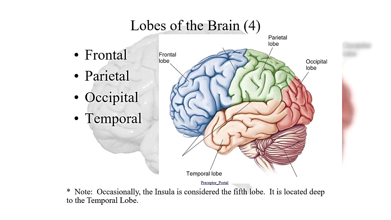 21-Cerebral hemisphere functions