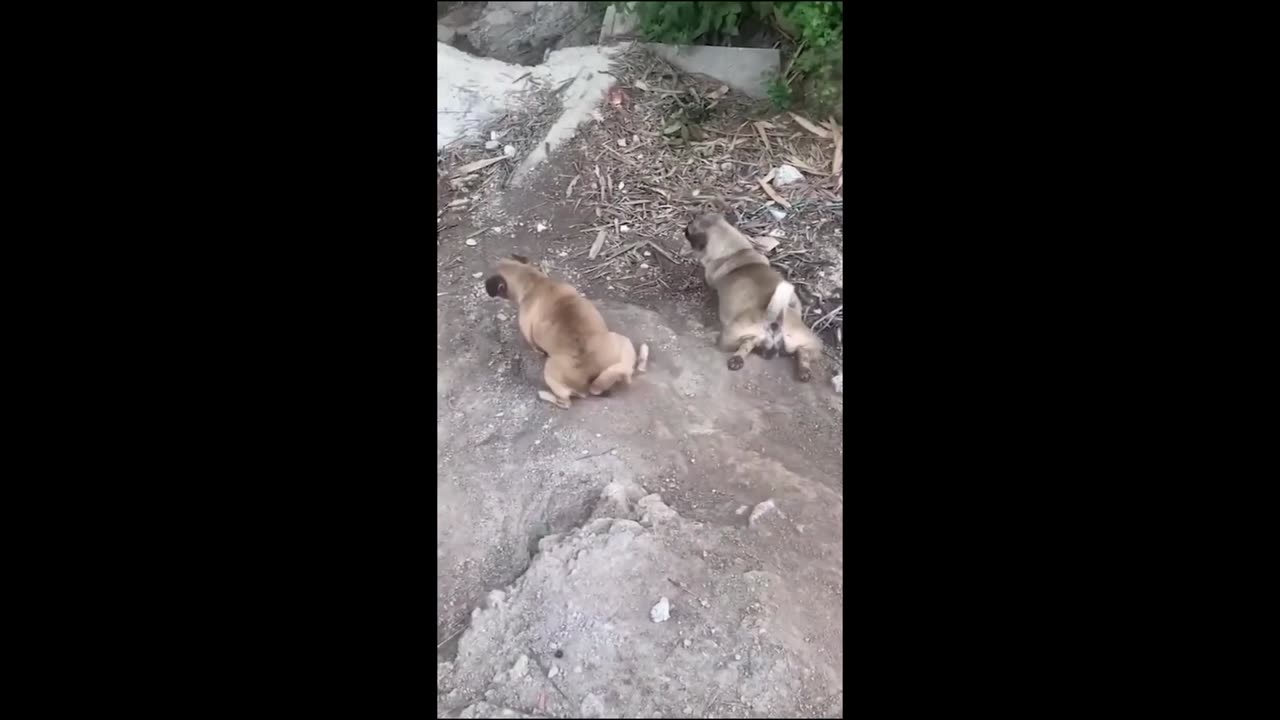 stupid and cute pets