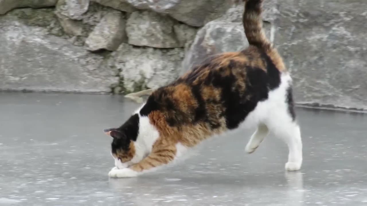 A cat aim on a fish inside the frozen lake 😺#pet adventure MeoWnMore