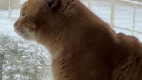 Cat 🐈