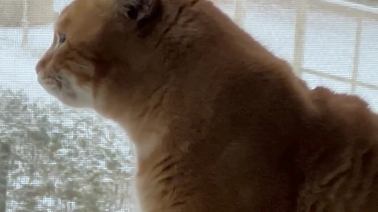 Cat 🐈