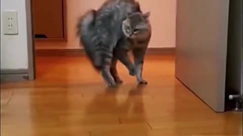 Funny Cats #5