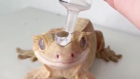 Owner Places a Tiny Water Crown on Her Gecko's Head