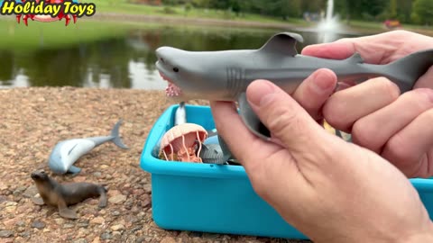 Puffer Fish Inflate when a Shark Approaches