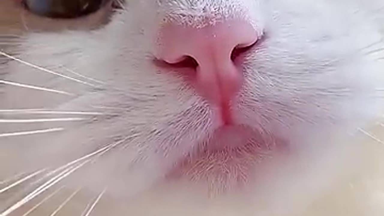 funny cat meow