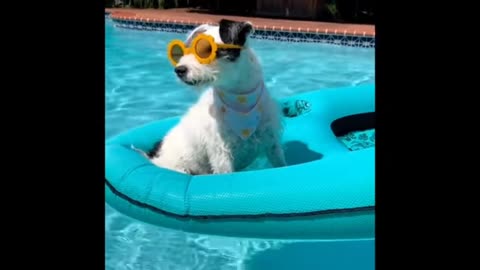 Dog suming in water very cyut fanny moments video