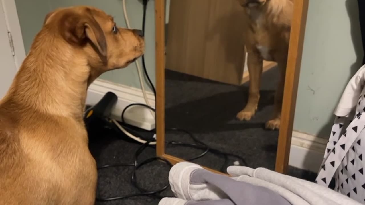 Dog Confronts His Reflection in the Mirror