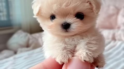 Cute Puppy