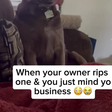 The end 😂 #funnydogs #dog