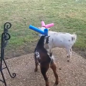 Making play fighting safer 🤣