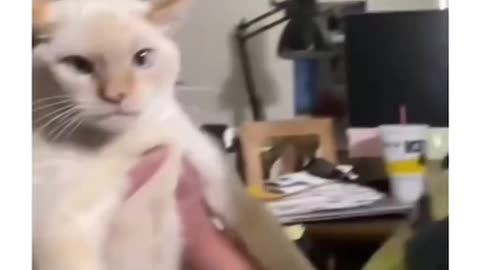 A cat barks like a dog
