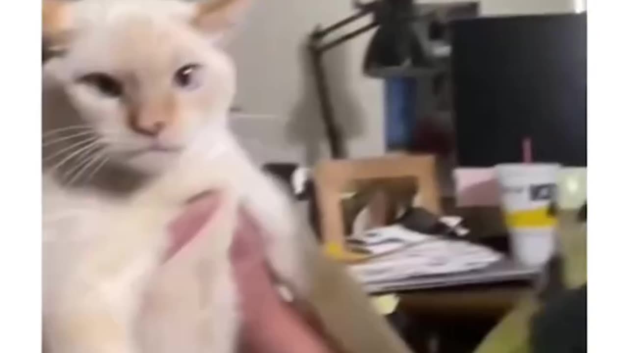 A cat barks like a dog