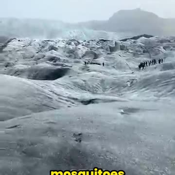 The ONLY Country Where Mosquitoes Can’t Survive!