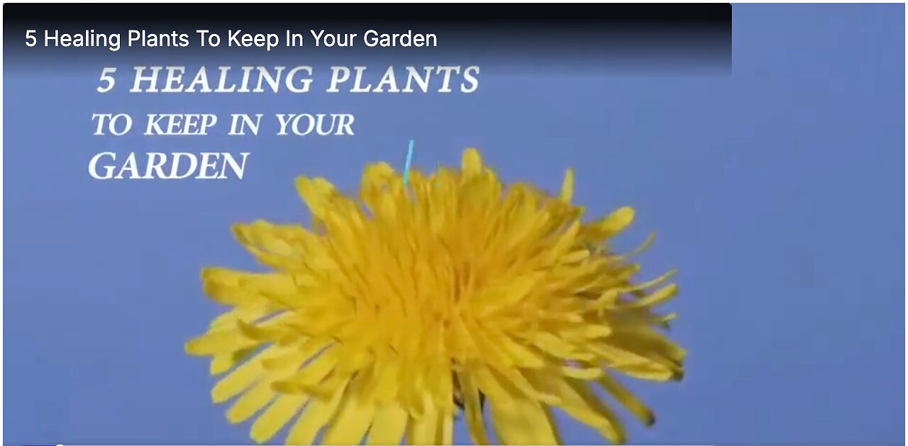 5 Healing Plants To Keep In Your Garden