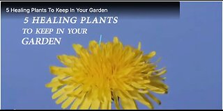 5 Healing Plants To Keep In Your Garden