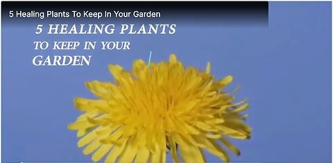 5 Healing Plants To Keep In Your Garden