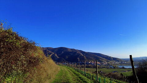 The Wine Fields In Autumn On A Sunny Day - ASMR Walk