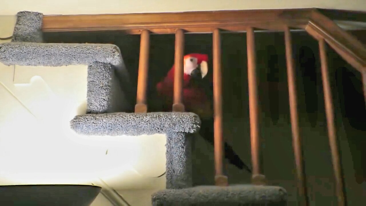 BIRD WON'T GO BACK TO BED - TURN THE LIGHT ON!