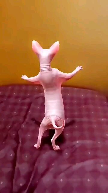 dancing_cat🐱funny_dance_#shorts_shorts_#viralshorts.mp4