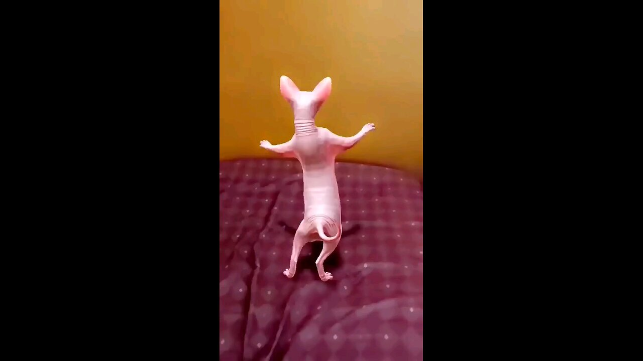 dancing_cat🐱funny_dance_#shorts_shorts_#viralshorts.mp4