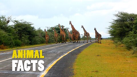 The Tallest Land Mammals on Earth | Giraffe