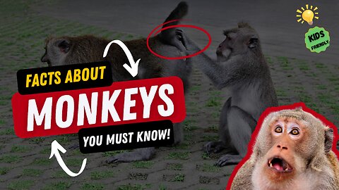 Amazing Facts About Monkeys - Kids friendly