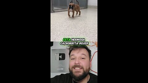 Perrito saltando como conejito 🥰