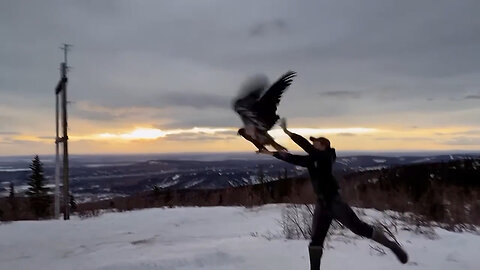 Bald Eagle Rescued By Alaska Police Released Into The Wild