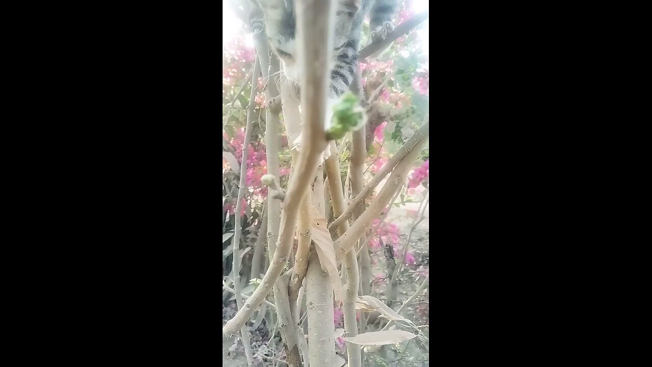 squirrel cavity